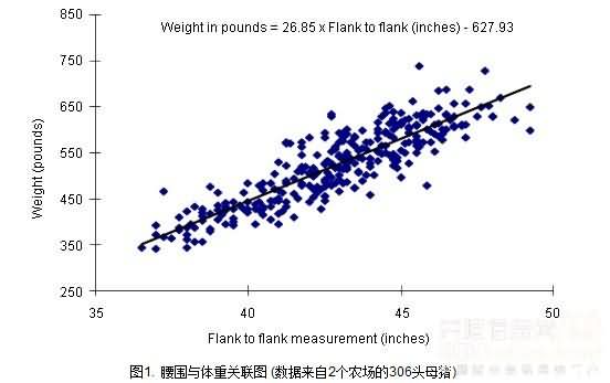 养猪技巧：通过腰围估测母猪体重